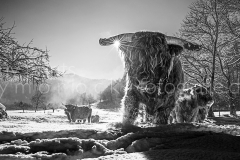 morlock_highlander_winter